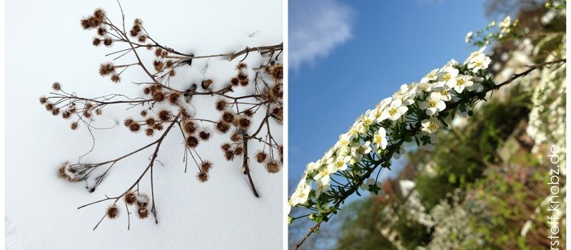 Büsche im Winter und im Frühling