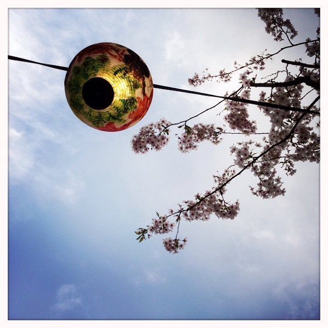 Lampion bei der Kirschblüte