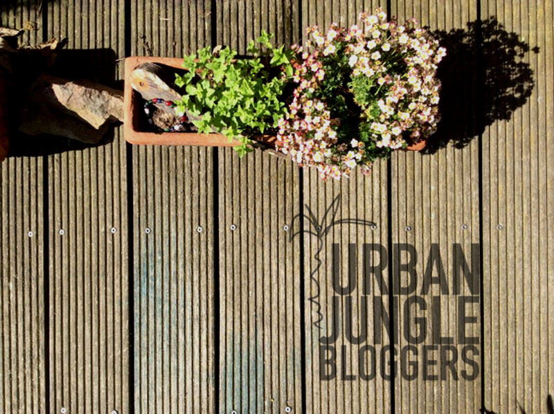 Urban Jungle Bloggers - Balkon und Terrasse