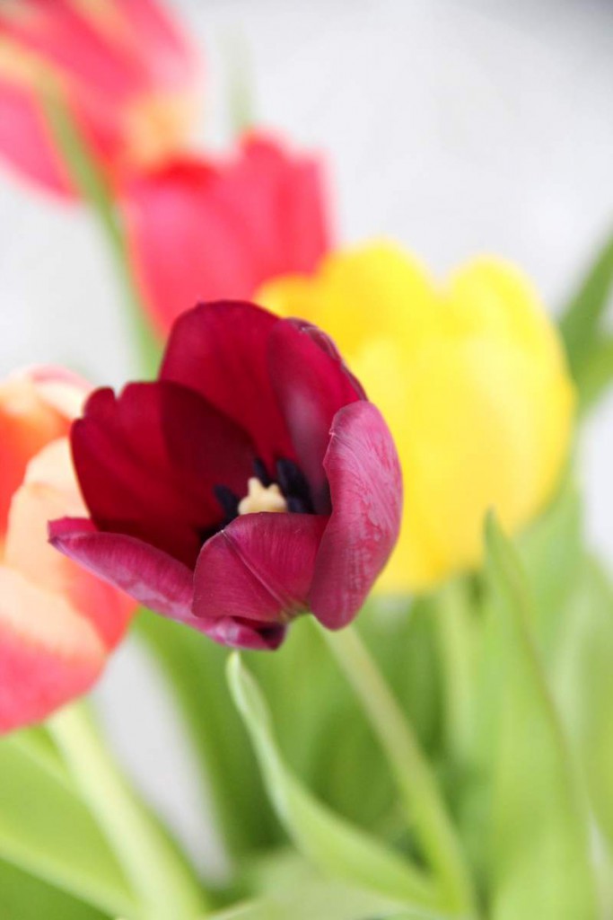 Dekorieren im Frühling ::: Tulpen und Kuchenform