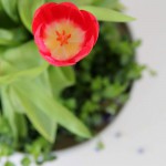 Tulpen und Vintage Kuchenform, Tulpenblüte in rot