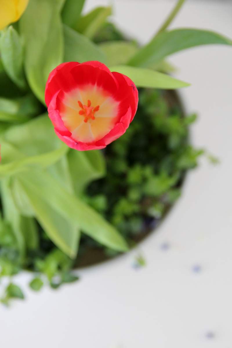 Frühling Archives - knobz.de