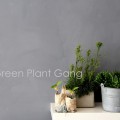 green plant gang - Zimmerpflanzen versammelt für die Urbanjunglebloggers